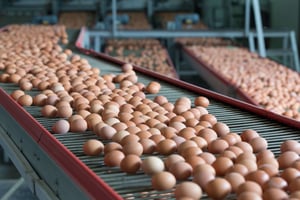 Pete and Gerrys Egg Farm, Streamlining Operations